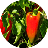 Capsicum annuum extract