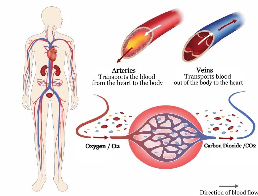 Veins and Arteries