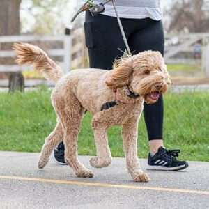 The Health Benefits of Walking and how it can Help Prevent Diseases - with Dog